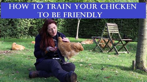 how to train your chicken